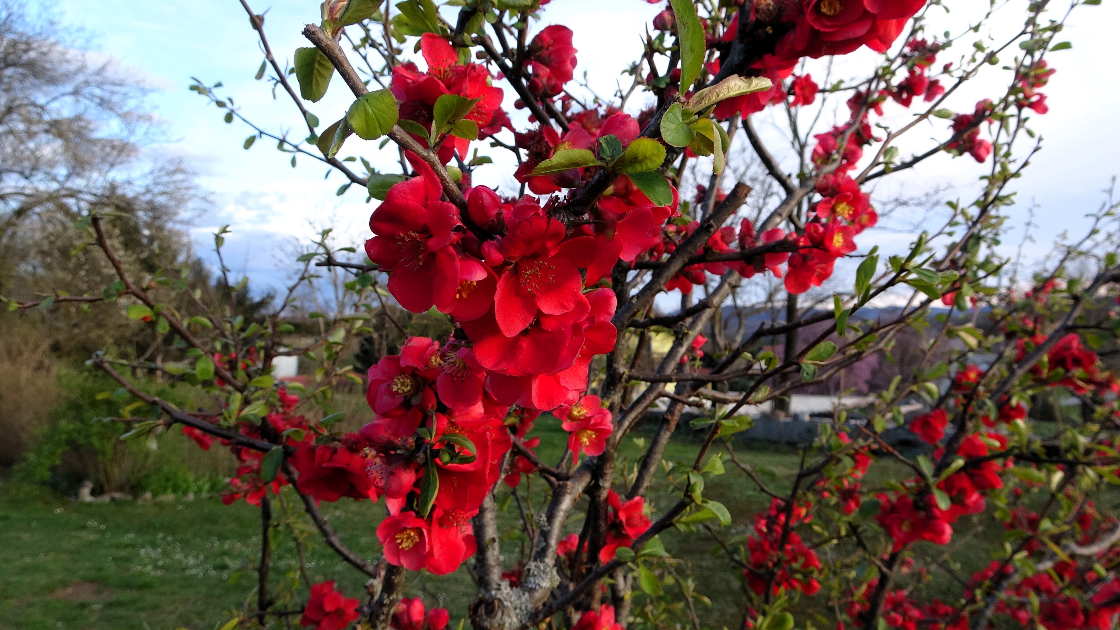 Frühlingsboten in Hrušica