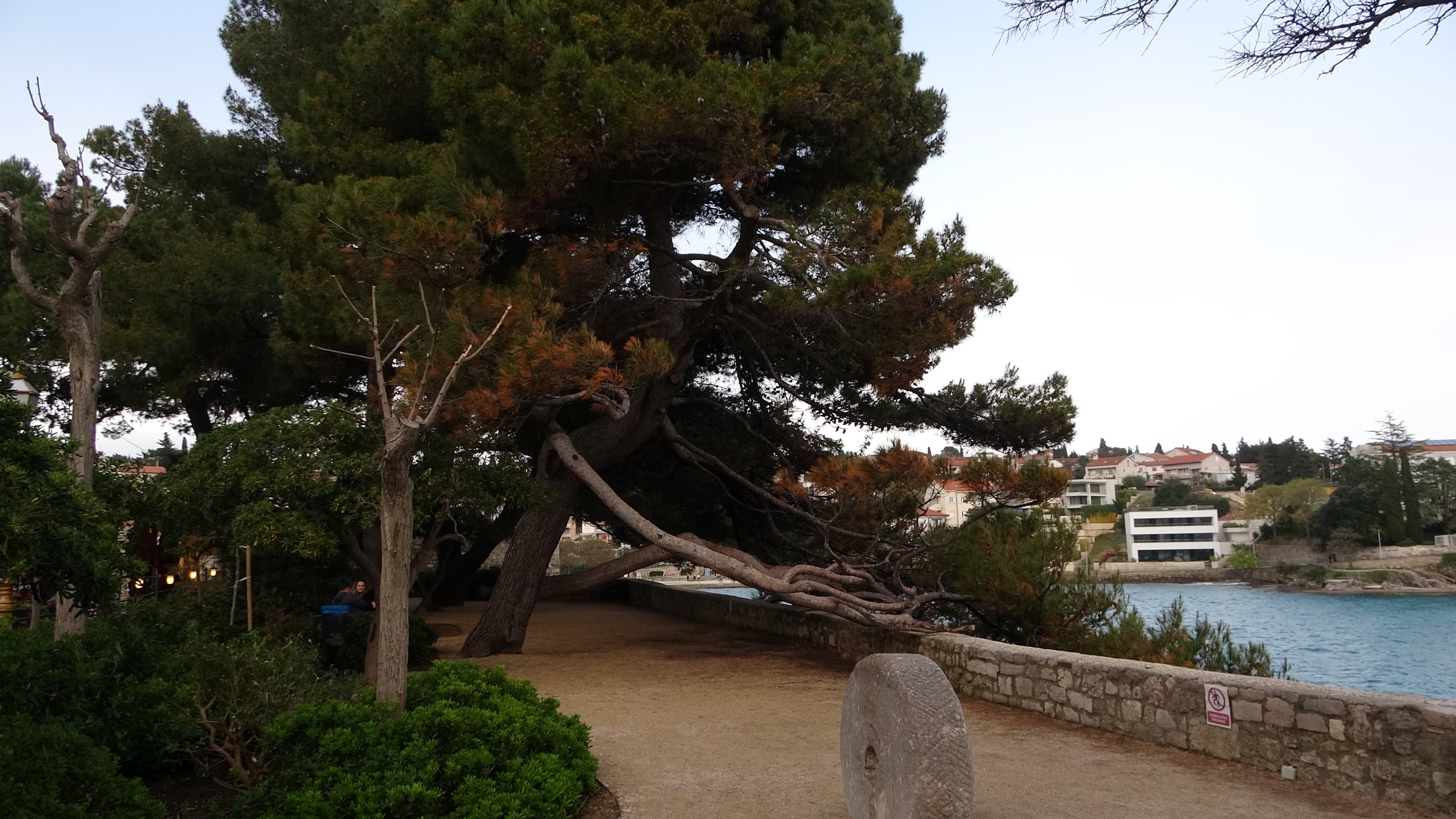 Kletterbaum neben der Festung in Krk