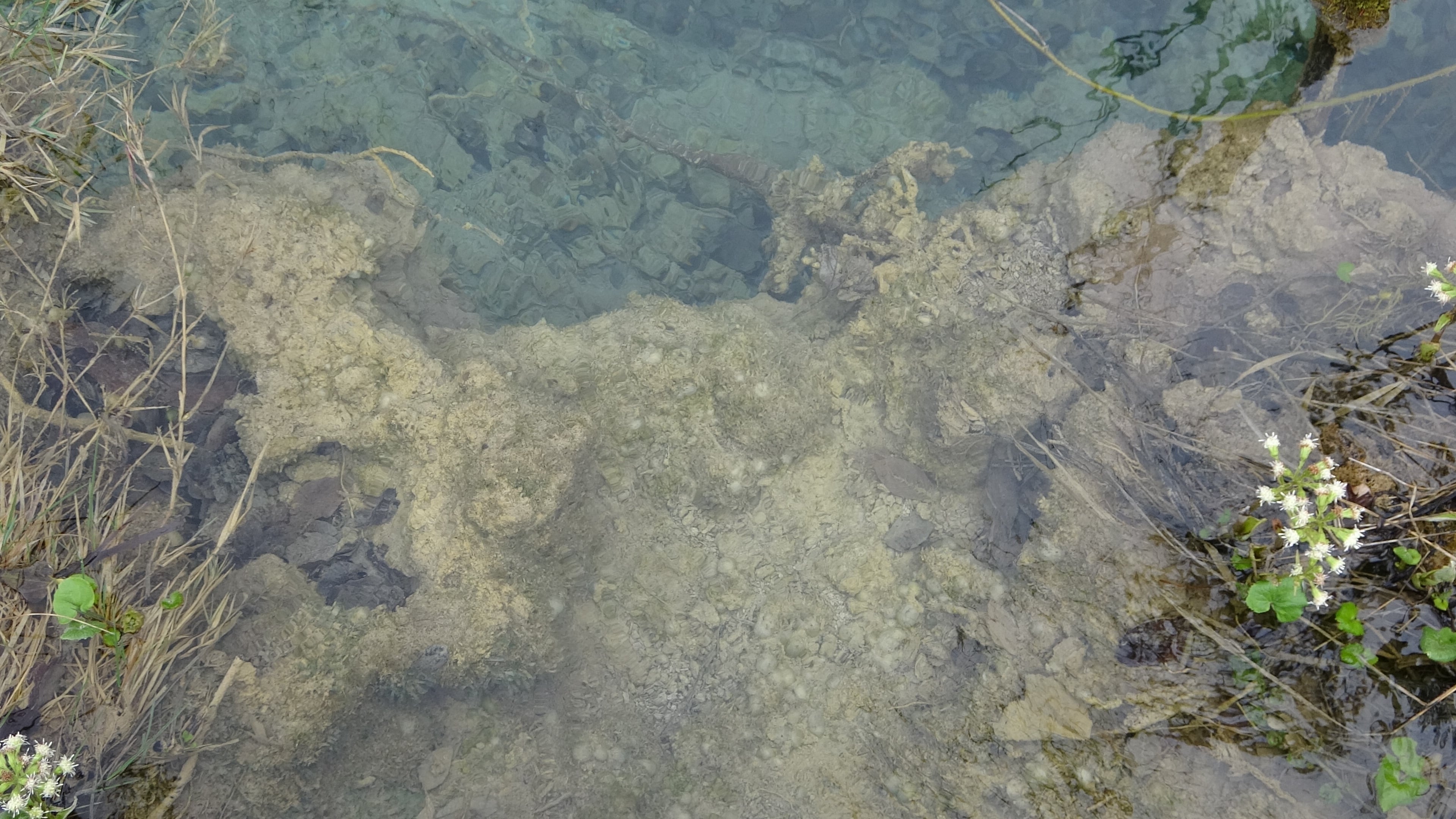 Plitvička, wachsender Rand