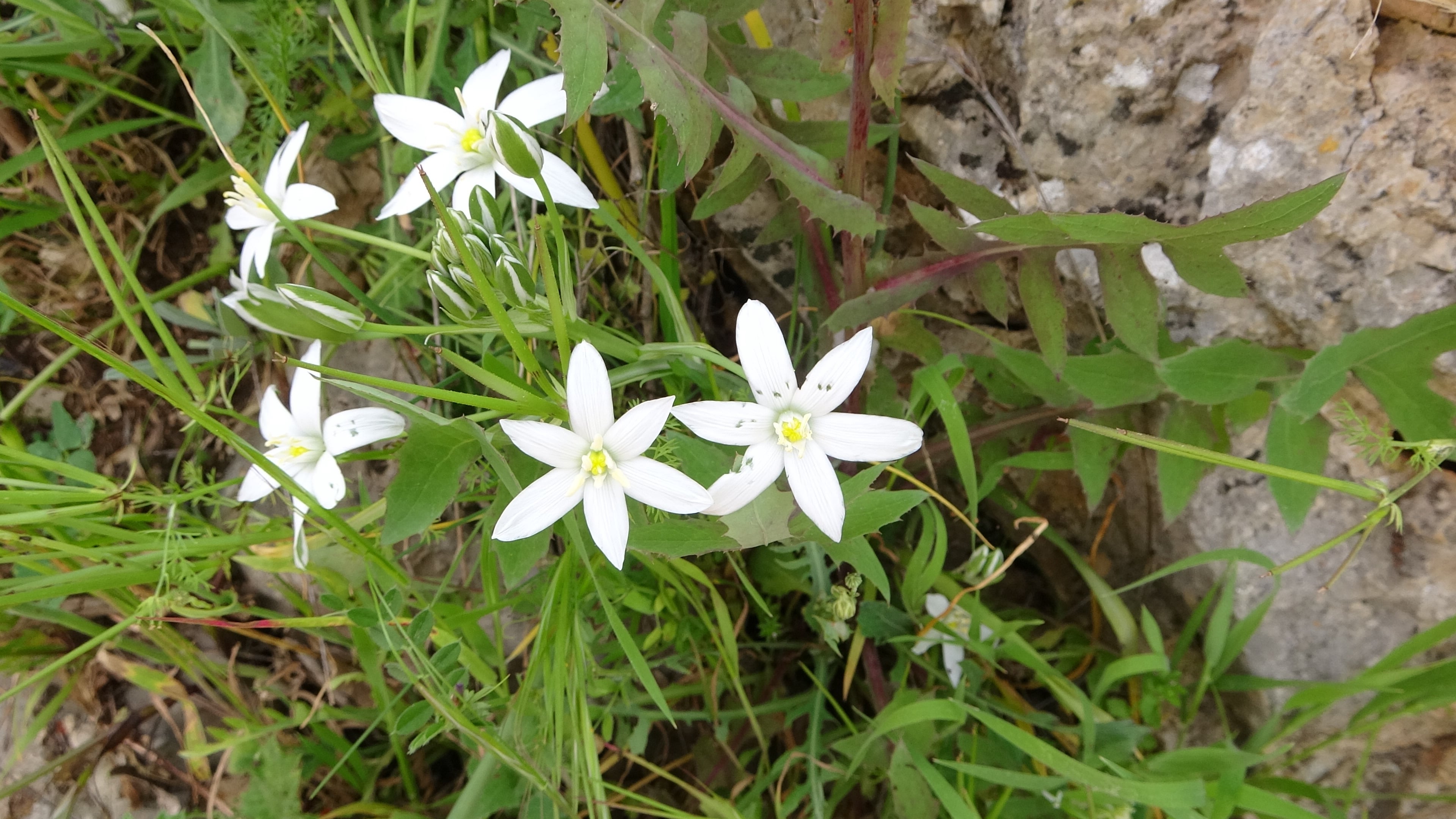 Krka, friedliche Zuschauer des Spektakels