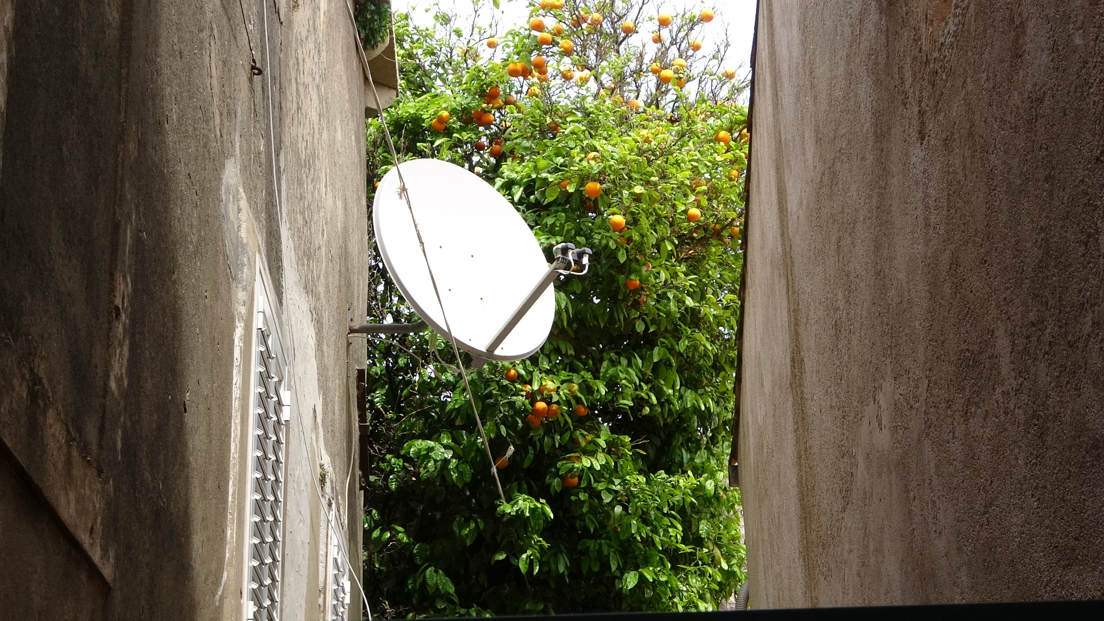 Dubrovnik, Orangen mitten in der Stadt