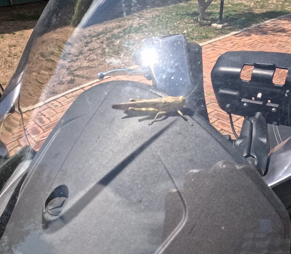 Blinder Passagier auf dem Roller