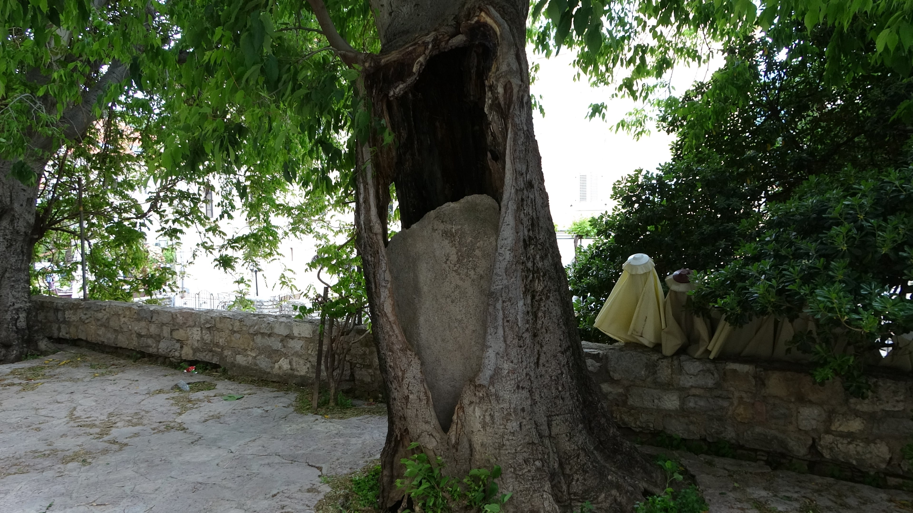 Budva, von innen gestützter Baum