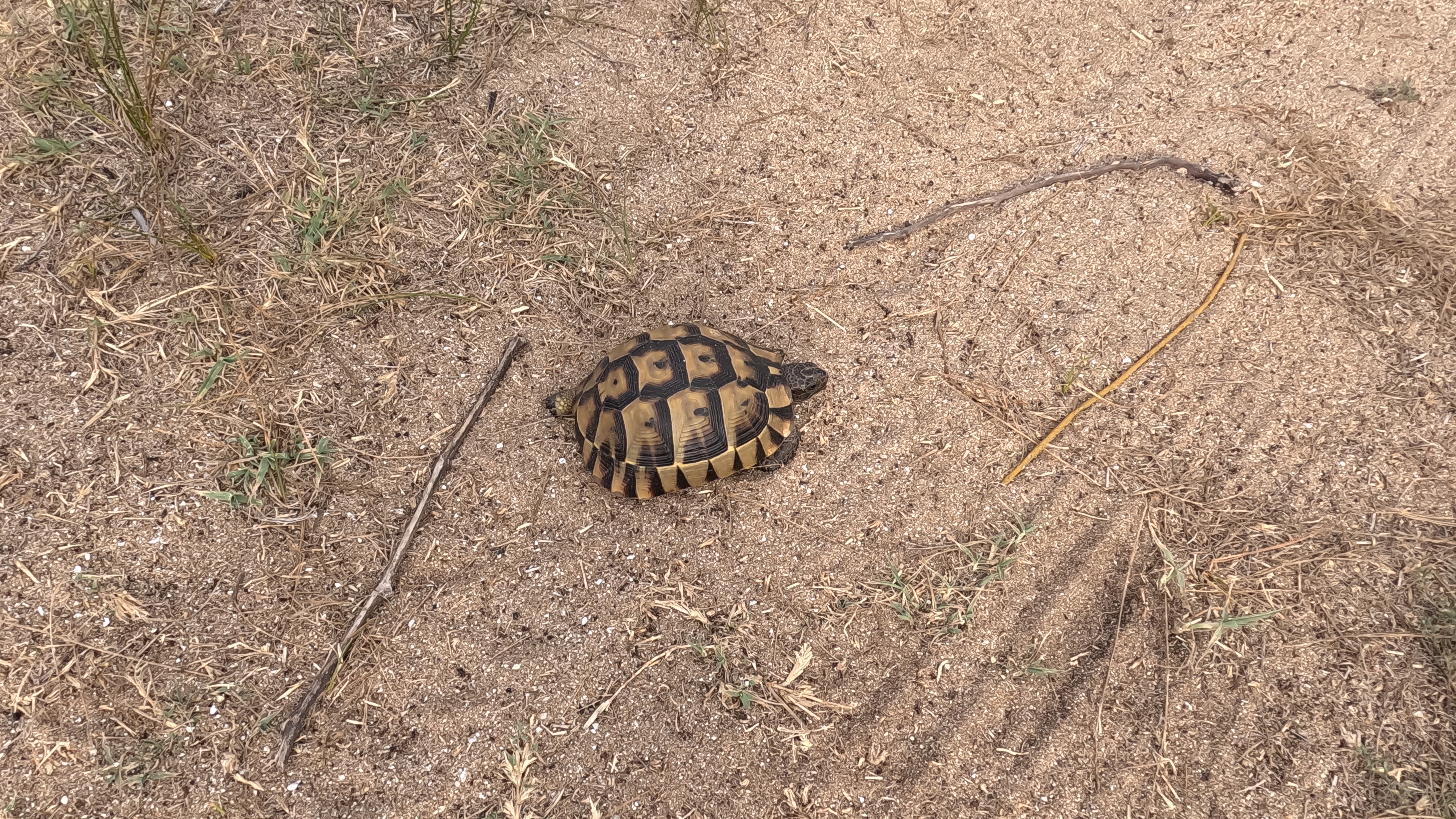 Sosopol, Strandbewohner