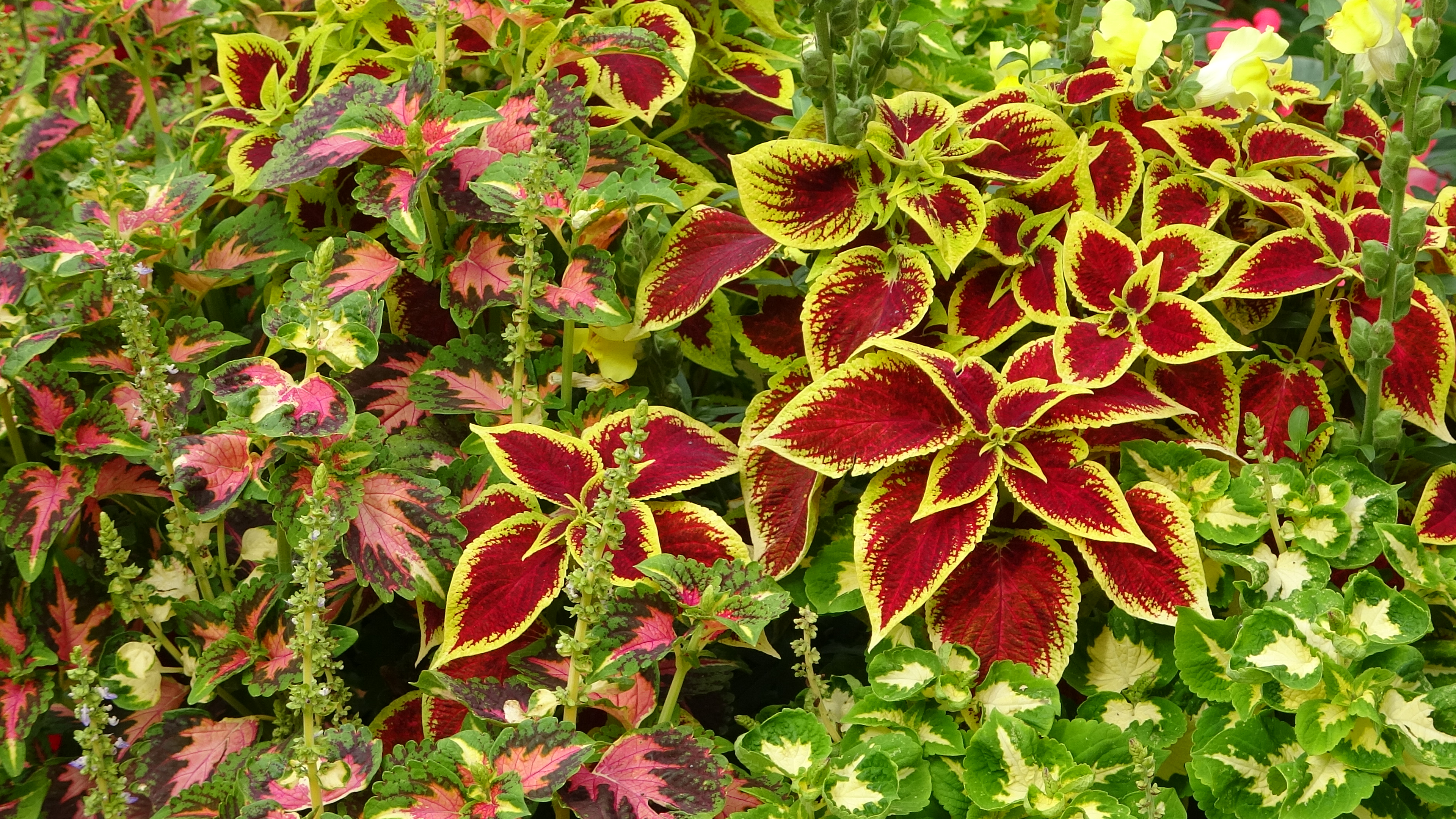 Bad Harzburg, Sauerstoffaufbereiter