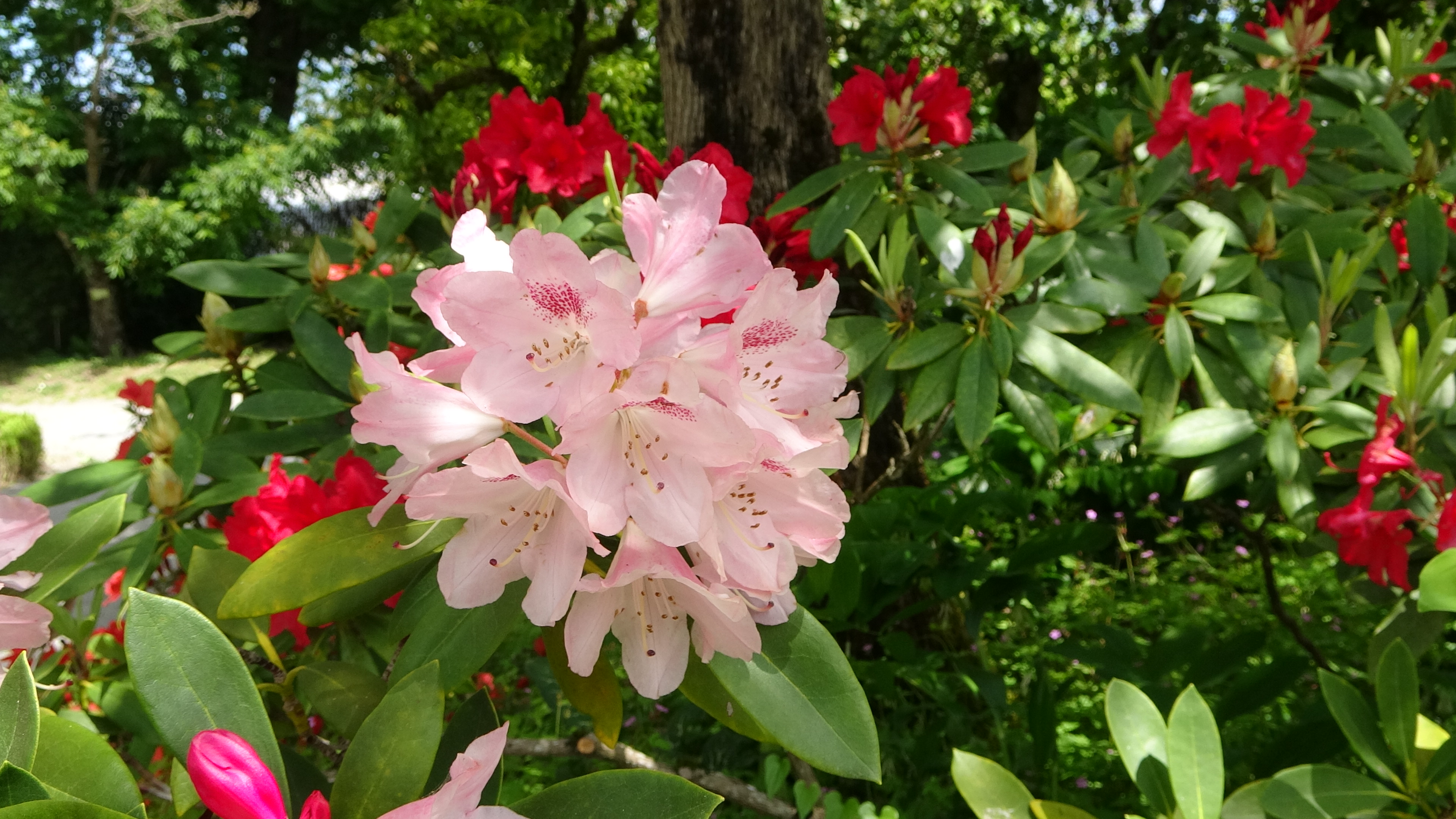 Limoges, im Garten nahe Kathedrale