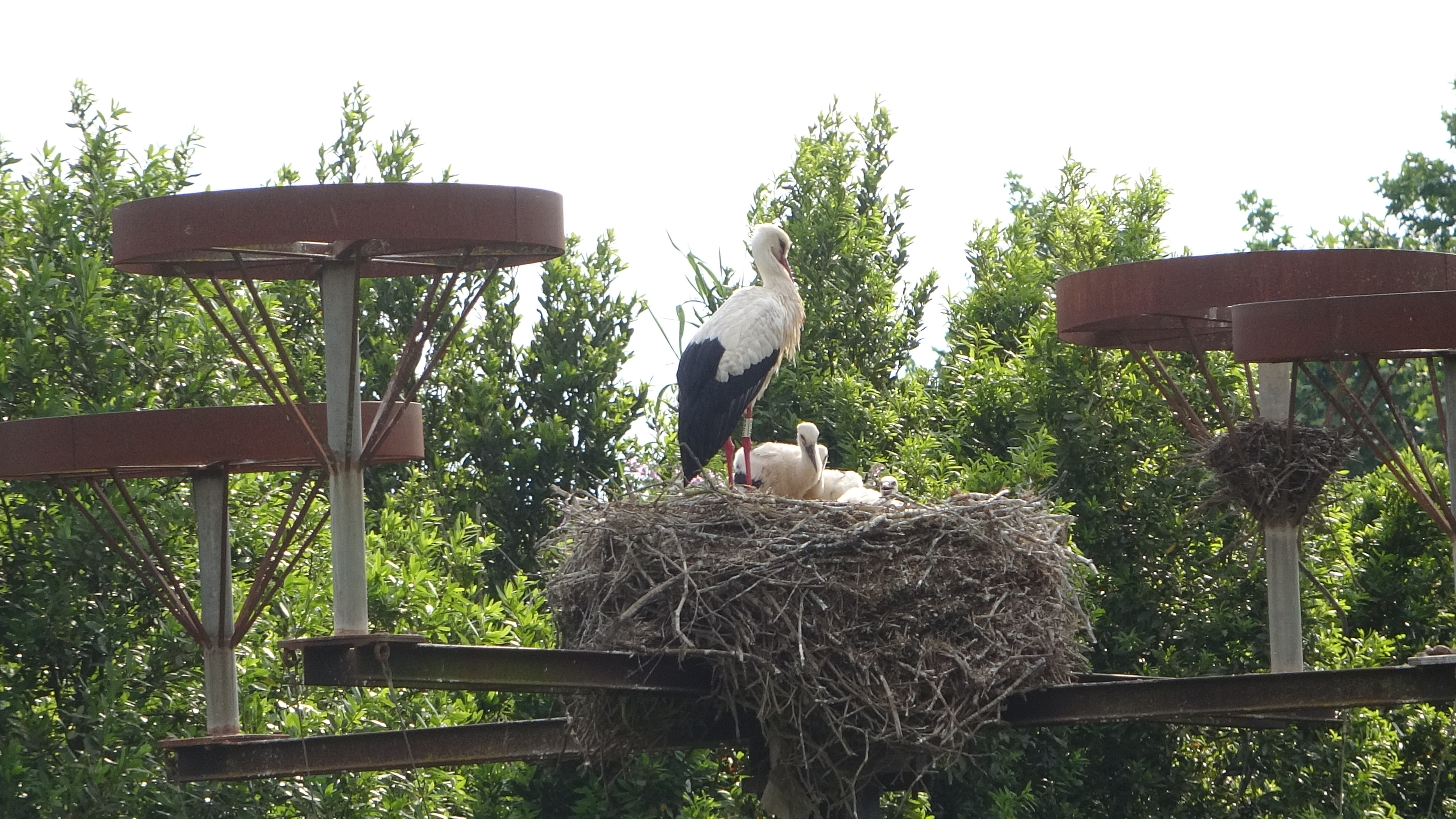 Peralada, Storchenheimat