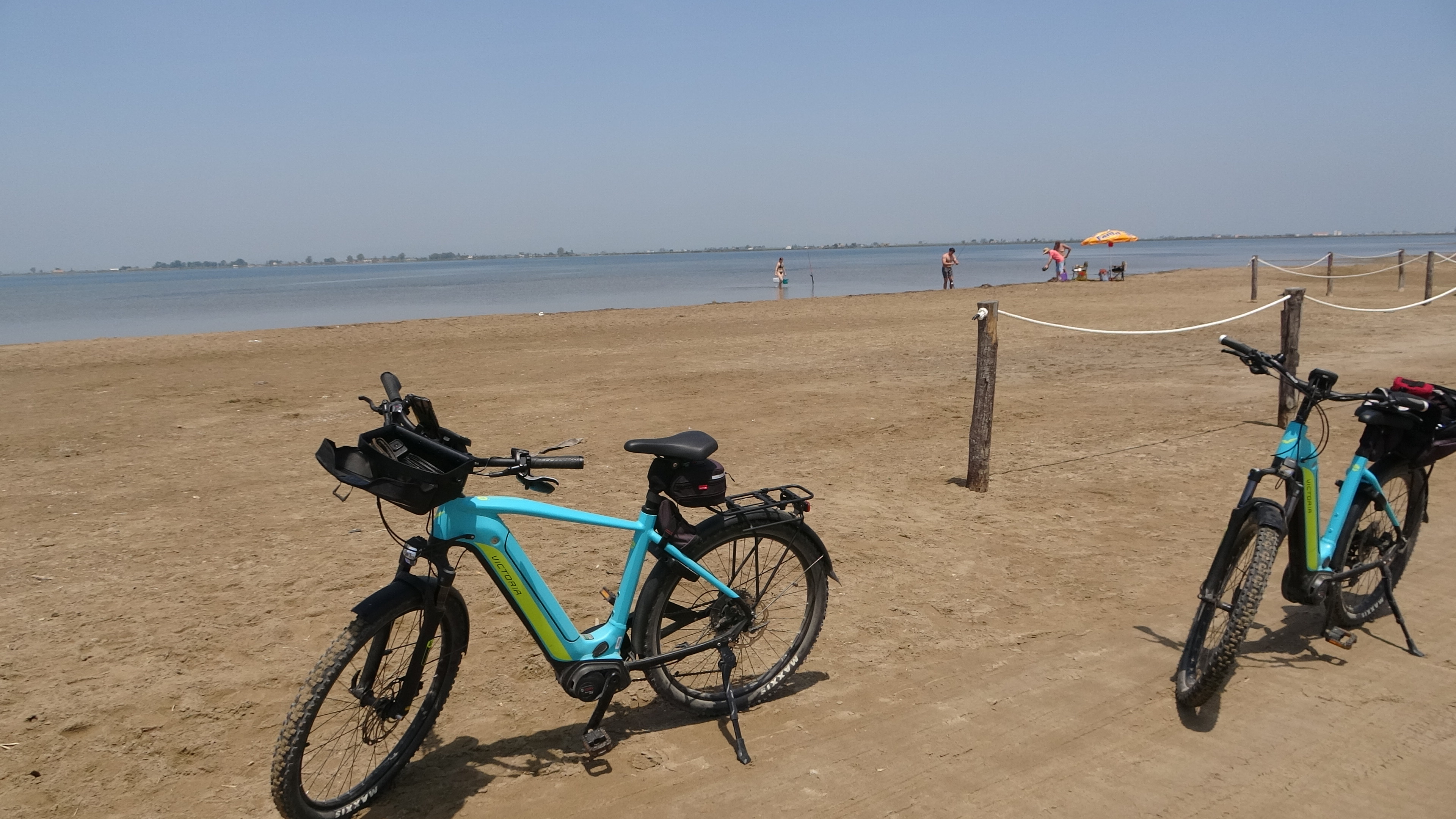 Eucalyptus, breite Reifen sind nützlich