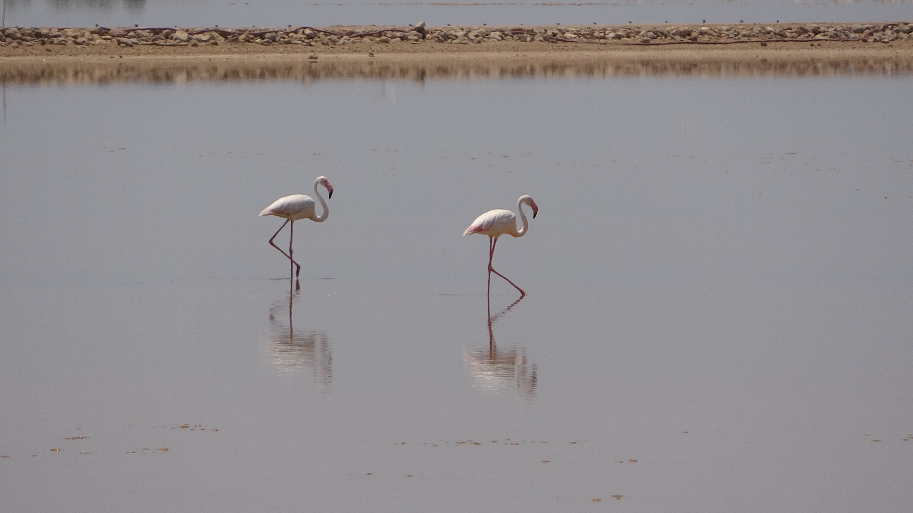 Eucalyptus, Flamingos