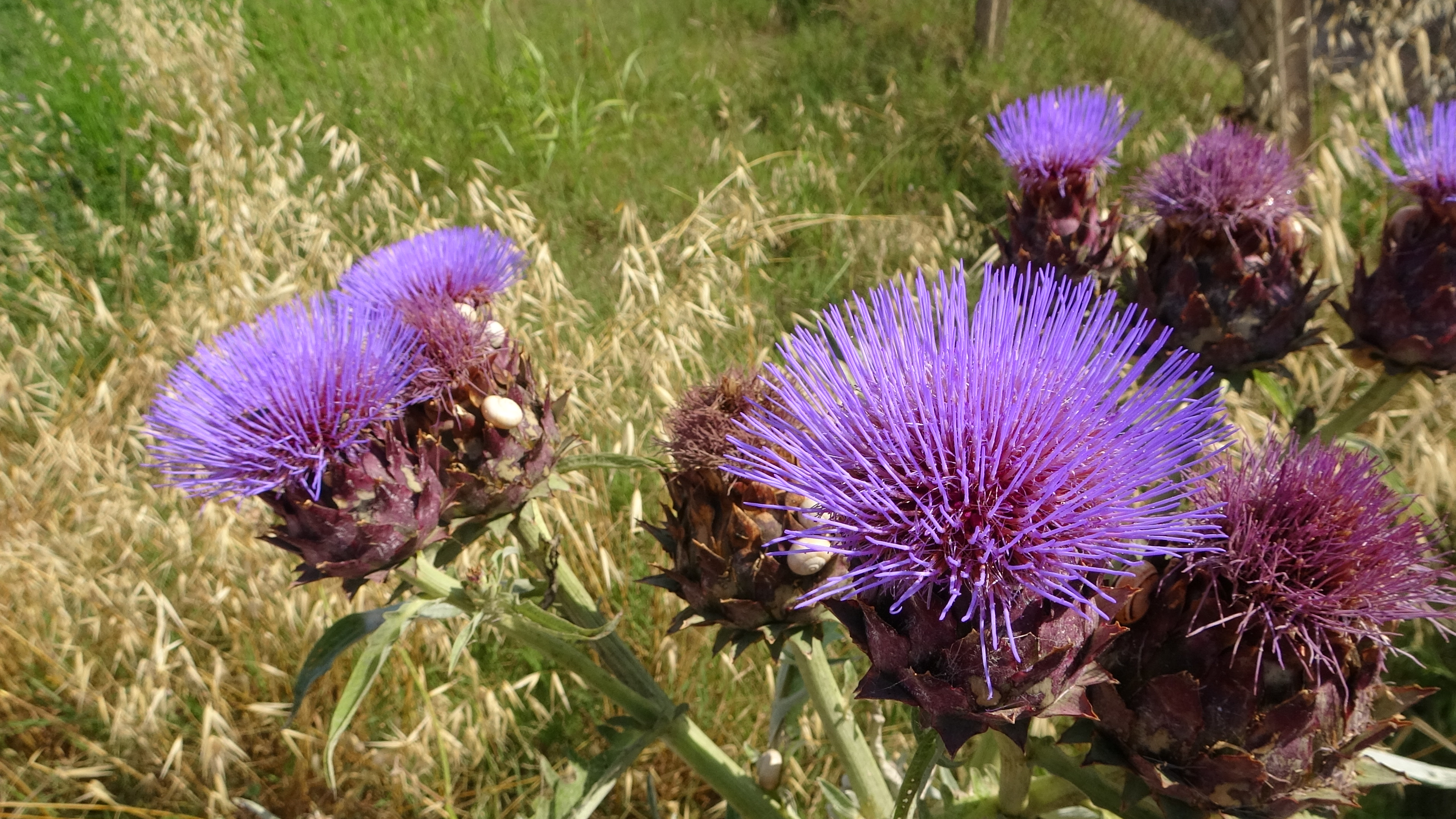 Amposta, Lagune Diestel